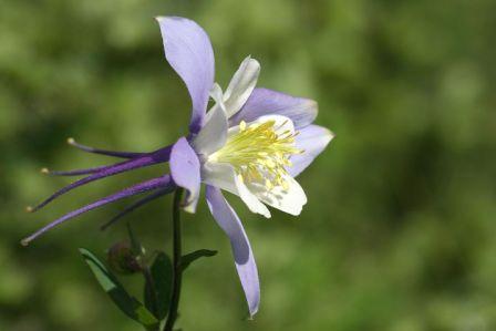 Columbine, Blue  Aquilegia caerulea